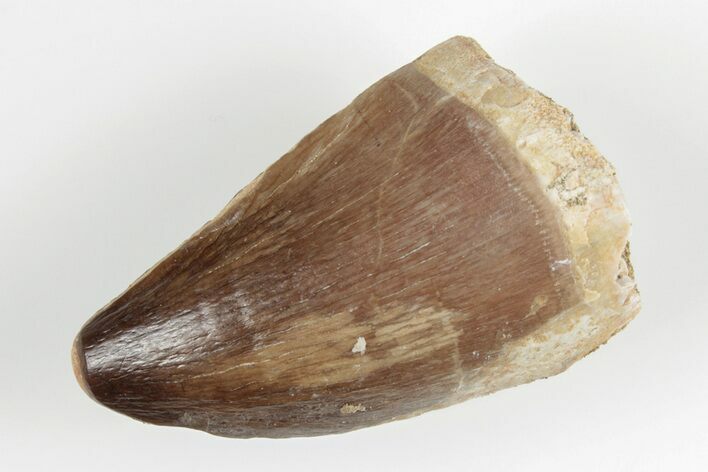 Fossil Mosasaur (Prognathodon) Tooth - Morocco #201045